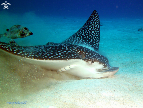 A Spotted Eagle Ray and Smooth trunkfish