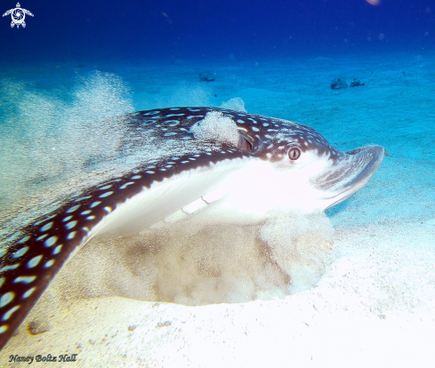 A Aetobatus narinari | Spotted Eagle Ray 