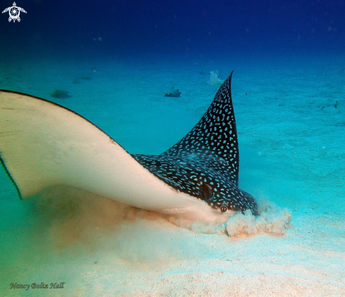 A Aetobatus narinari | Spotted Eagle Ray 