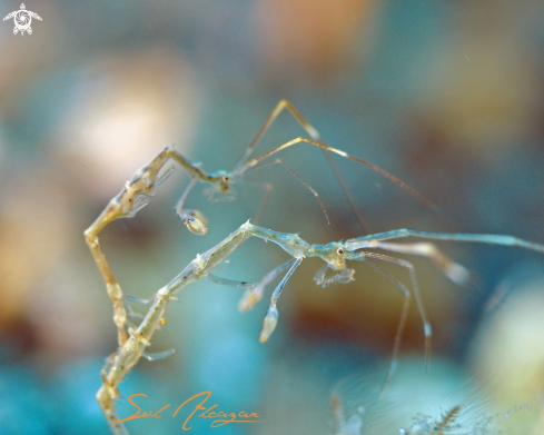 A  Caprella linearis | Skeleton Shrimp