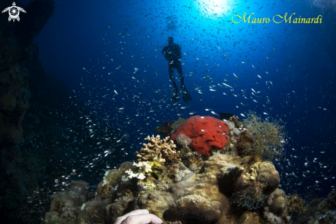 A Reef panorama