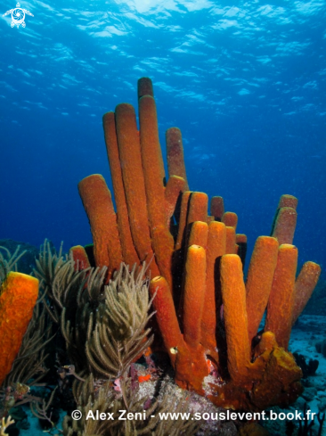 A Tubular sponges