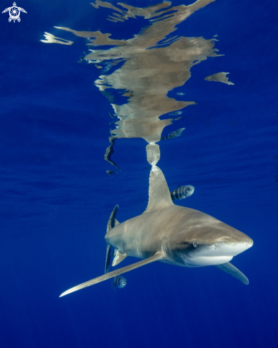 A Carcharhinus longimanus | Oceanic White Tip 