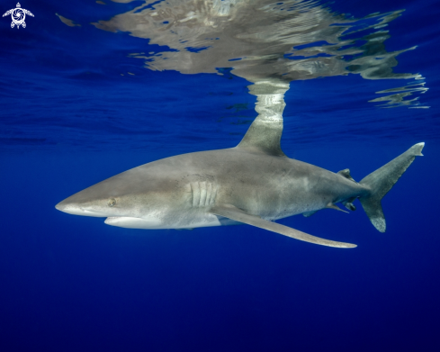 A Carcharhinus longimanus | Oceanic White Tip 