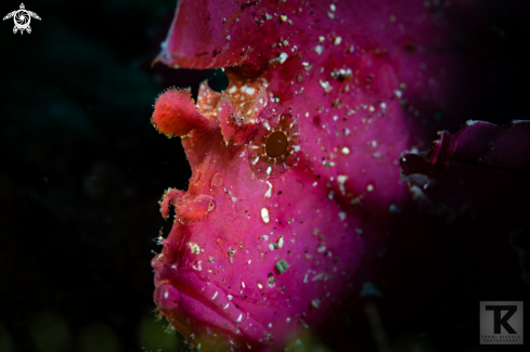 A Taenianotus triacanthus | leaf scorpion fish