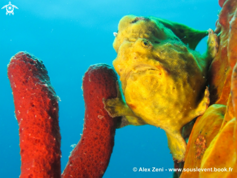 A Frogfish