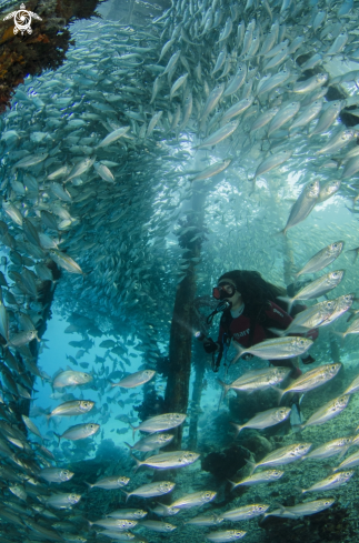 A Under the Jetty | Under the Jetty