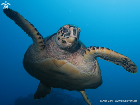 A Hawksbill turtle