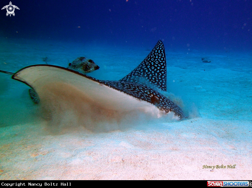 A Spotted Eagle Ray and Smooth trunkfish