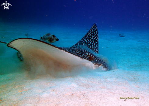 A Spotted Eagle Ray and Smooth trunkfish