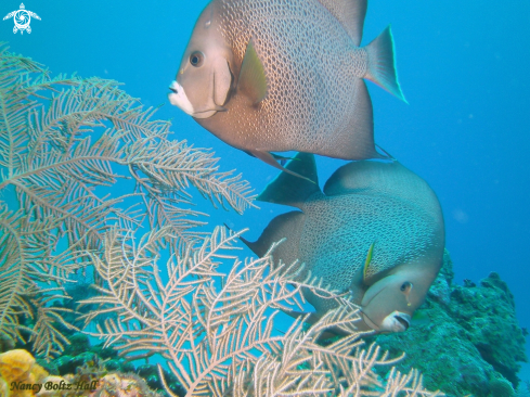 A Pomacanthus arcuatus | Gray Angel