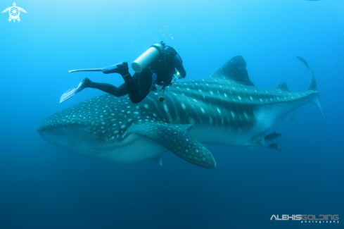 A underwater creature