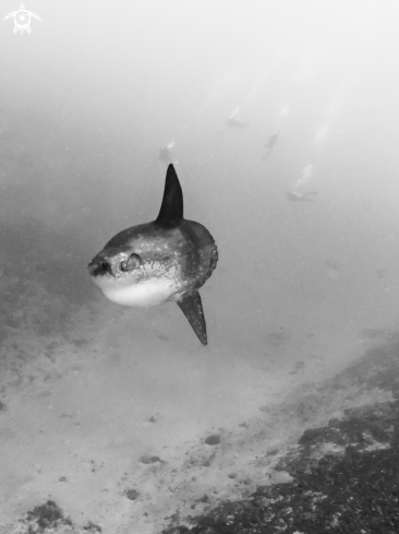 A Mola ramsayi | Southern Ocean Sunfish