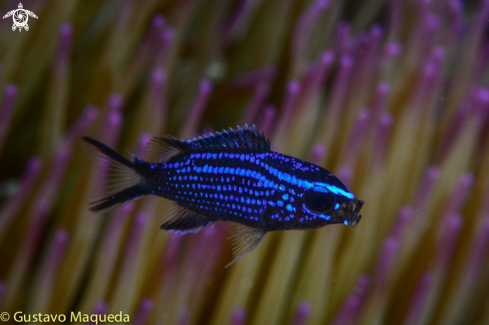 A Chromis chromis | Castañuela 