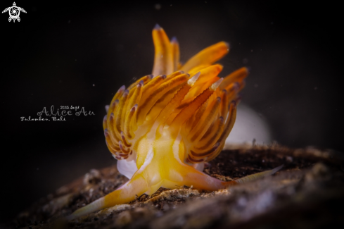 A Nudibranch