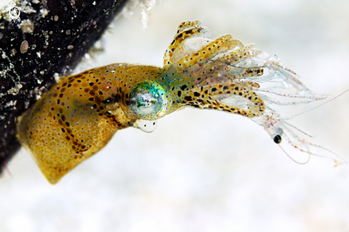 A Pygmy squid