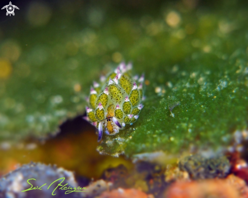 A Costasiella Kuroshimei