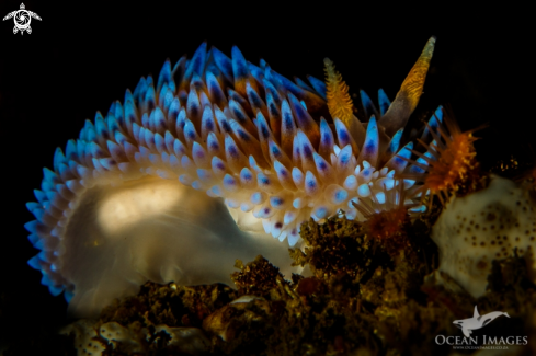 A Gasflame Nudibranch