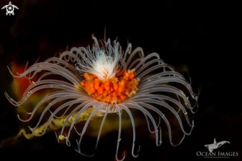 A Tubular Hydroid