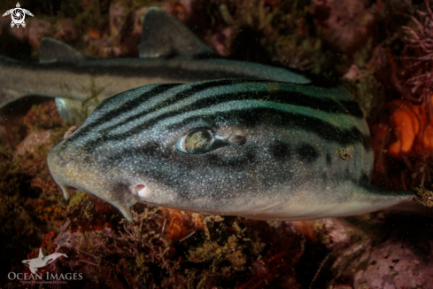 A Pyjama Catshark