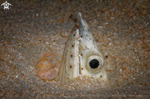 A Snake eel with porzellan crab