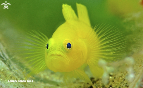 A Yellow Gobby