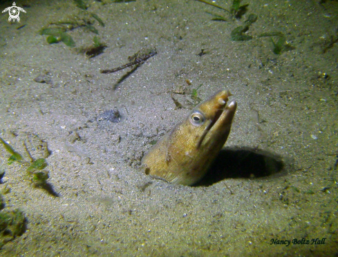 A Ophichthus ophis | snake eel