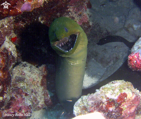 A Green Moray eel