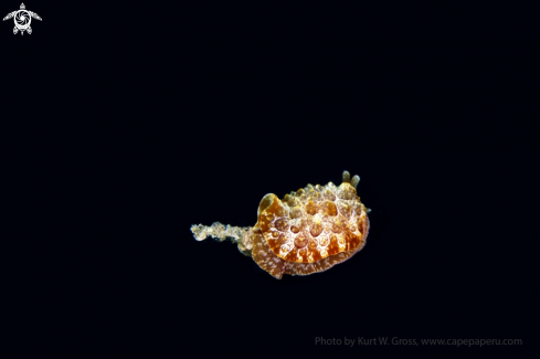 A Side-gilled Sea Slug