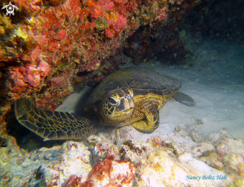 A Green Sea Turtle