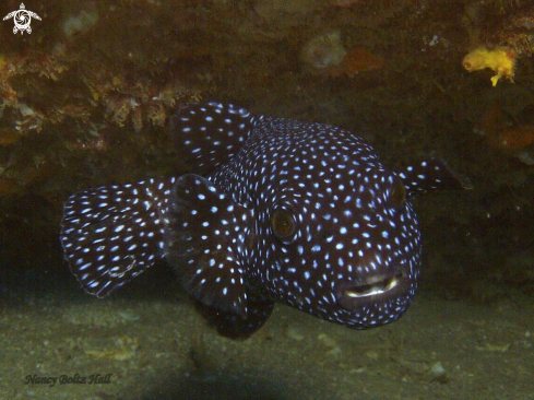 A Arothron meleagris. | guineafowl puffer