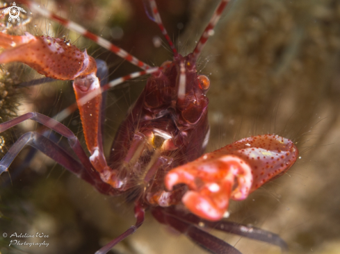 A Pistol shrimp