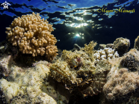 A Scorpionfish