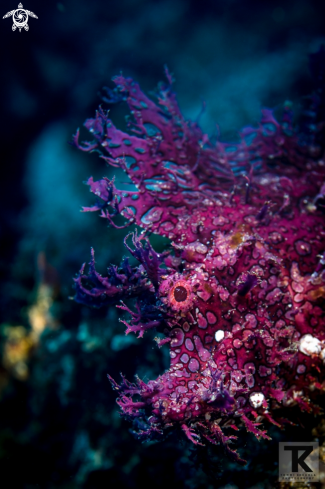 A Weedy Scorpionfish