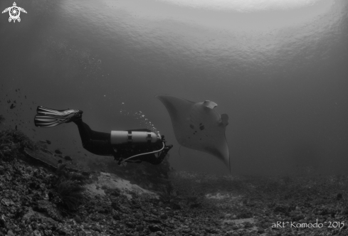 A Manta Ray