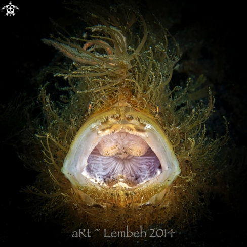 A Hairy Frogfish