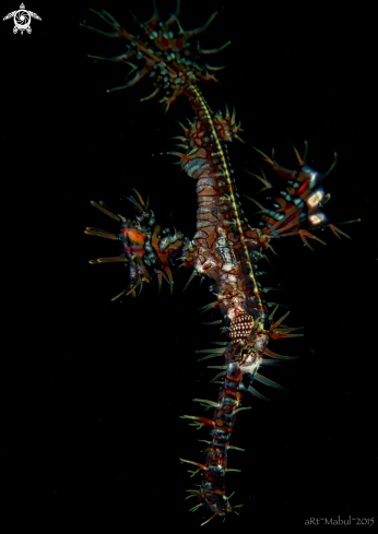 A Ghost Pipefish