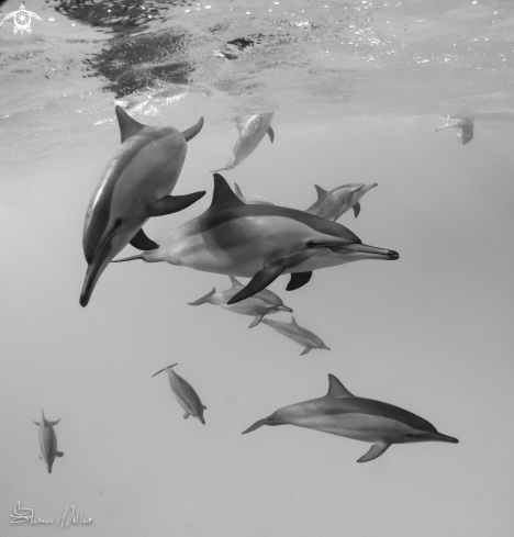 A Spinner Dolphins