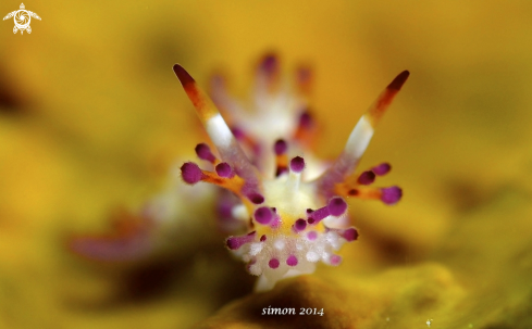 A Nudi