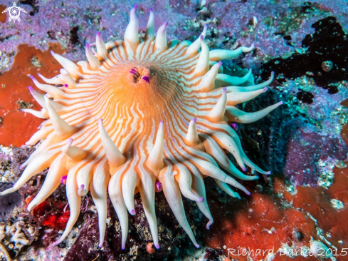 A Violet Spotted Anemone