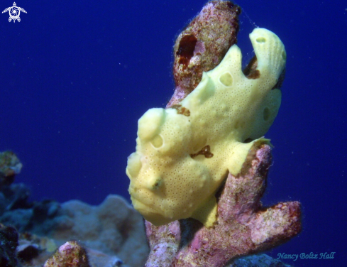 A Frogfish