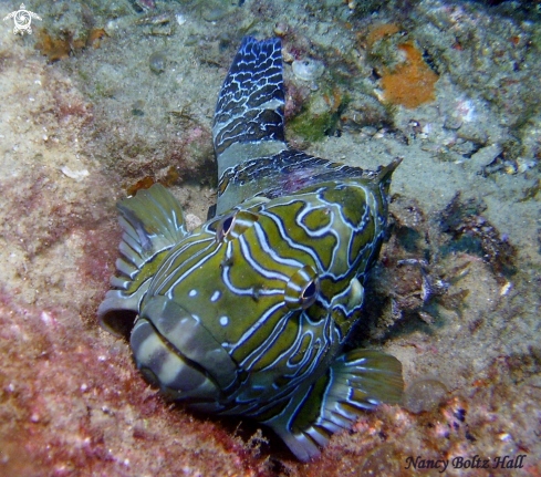 A Cirrhitus rivulatus | Giant Hawkfish