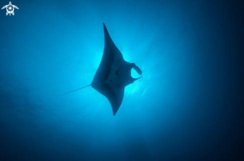 A Manta birostris | Manta Ray