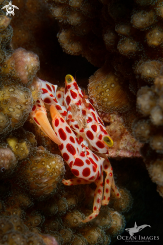 A Red Spotted Crab