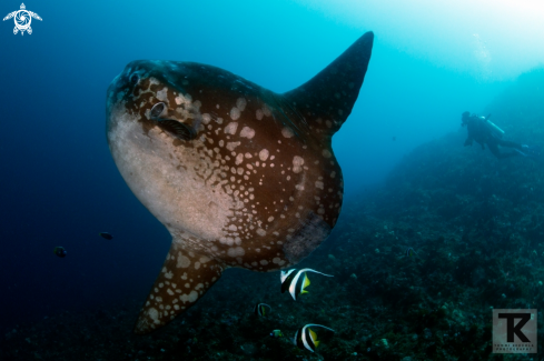 A Ocean sunfish