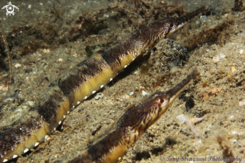 A Filicampus tigris | Tiger pipefish