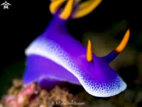 A Hypselodoris apolegma | Nudibranch