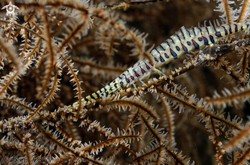 A Tozeuma armatum | Banded Tozeuma Shrimp