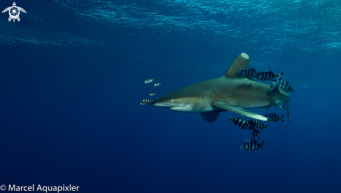 A Carcharhinus longimanus | Oceanic White Tip Shark