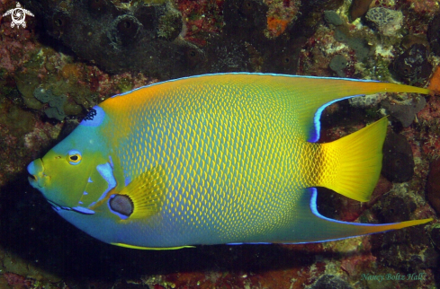 A Holacanthus ciliaris | Queen Angel
